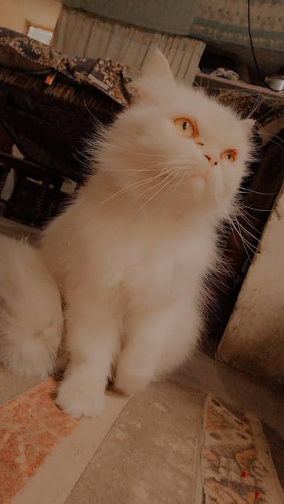 Persian Punch mouth Cat for sale