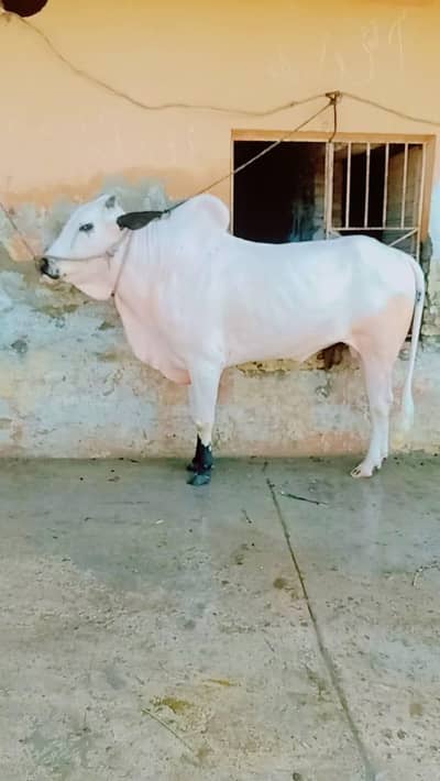 bull4 dant