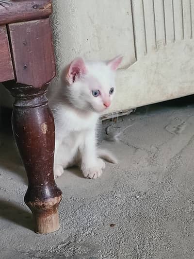 Persian cat