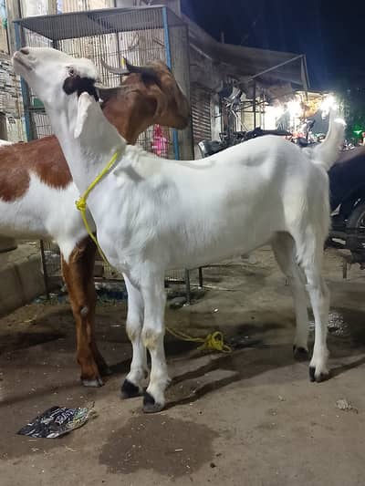 Fresh 2 Dant Balde Kassi  Bakra