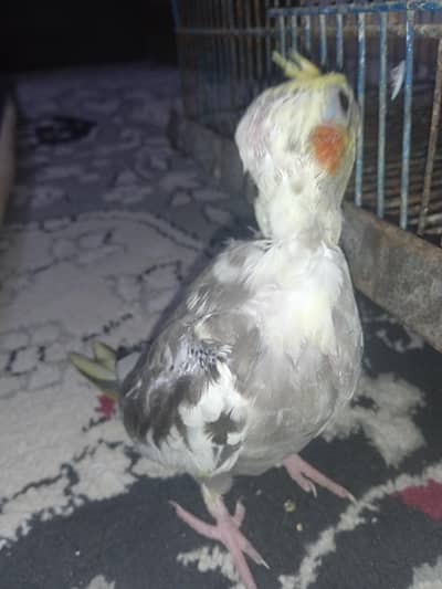 cream pied and white face pearl red eye chick