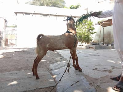 bakra