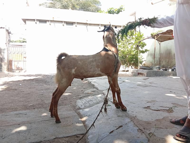 bakra 0