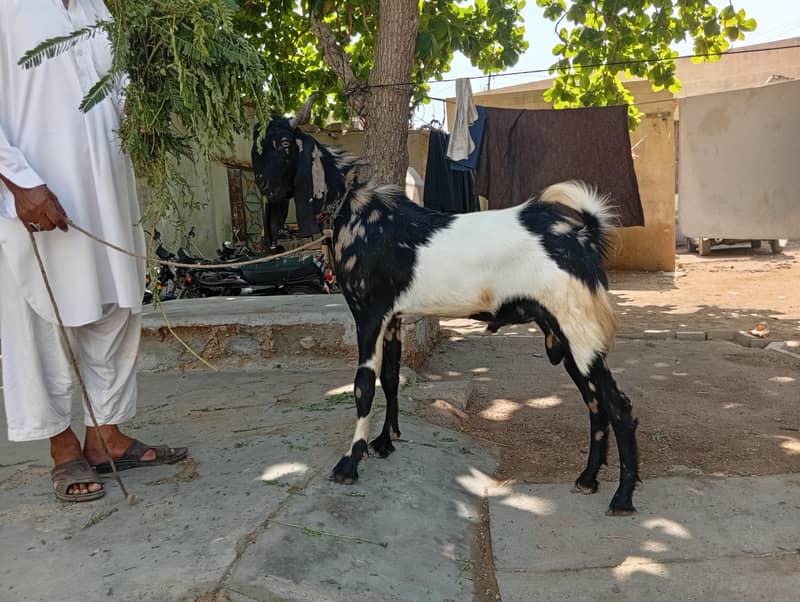 bakra 1