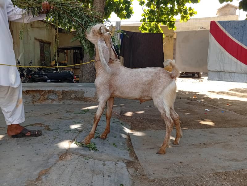 bakra 2