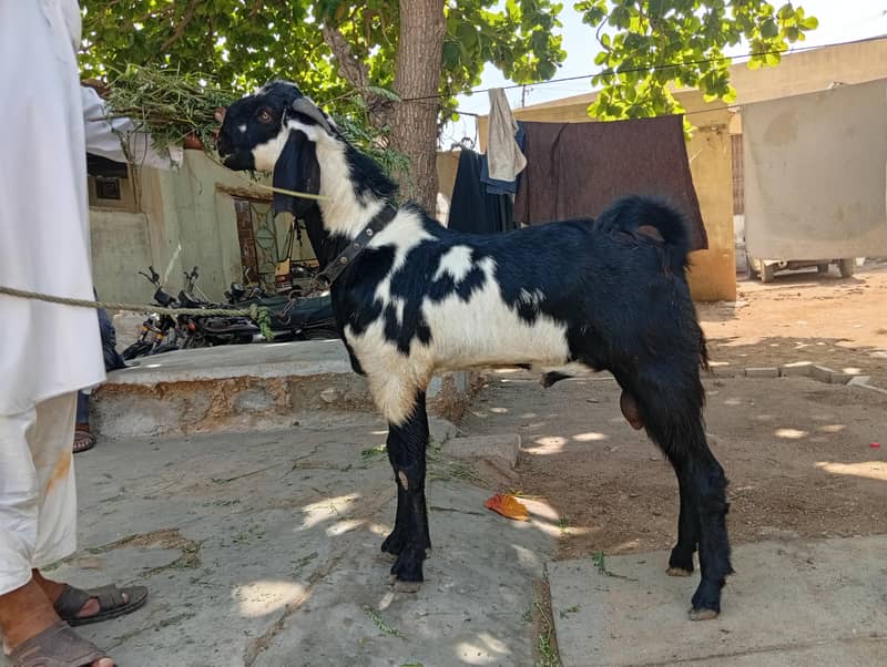 bakra 3