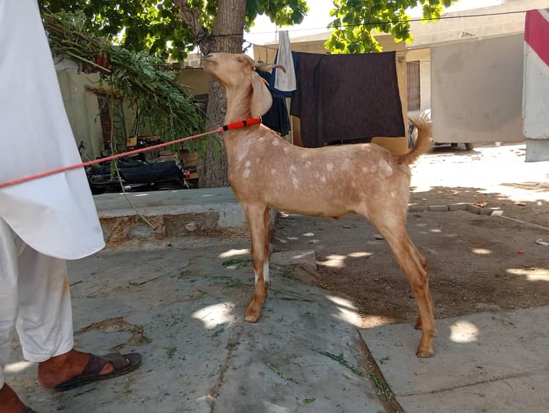 bakra 4