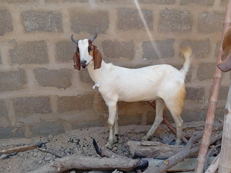 bakra 5