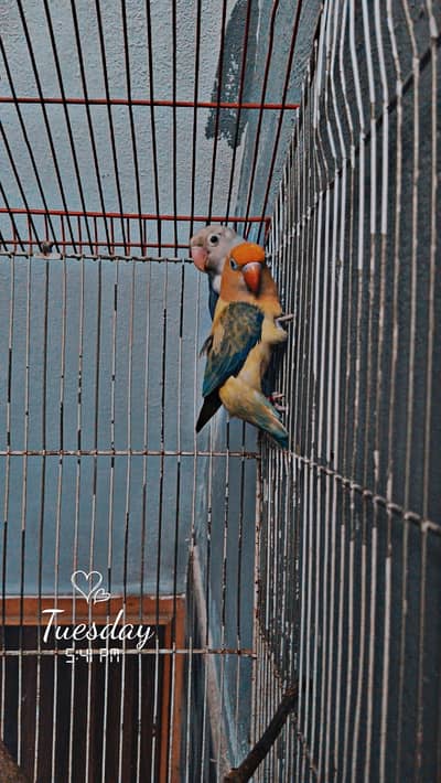 Love birds pair adult