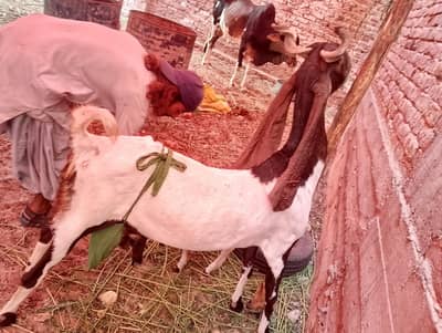 Dodh wali gaban bakri