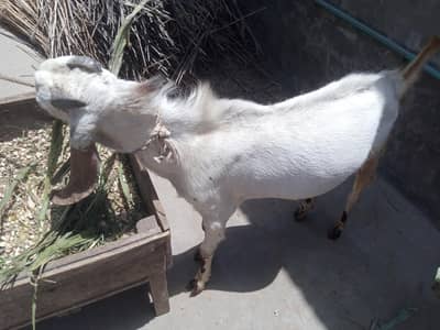 Sale for Qurbani