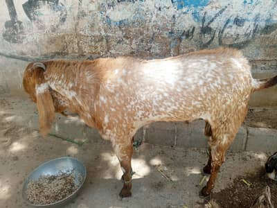Maka Chena bakra
