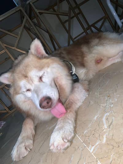 male for sel tripal cod 03702599117