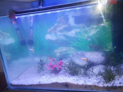 Aquarium tank or internal pump filter