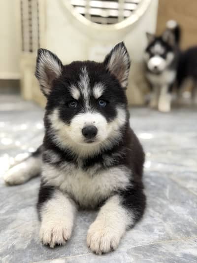 HUSKY PUPPY TOP QUALITY