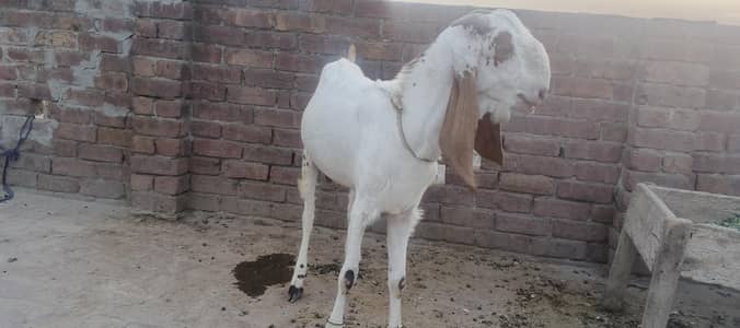 DESI Bakra. for EID