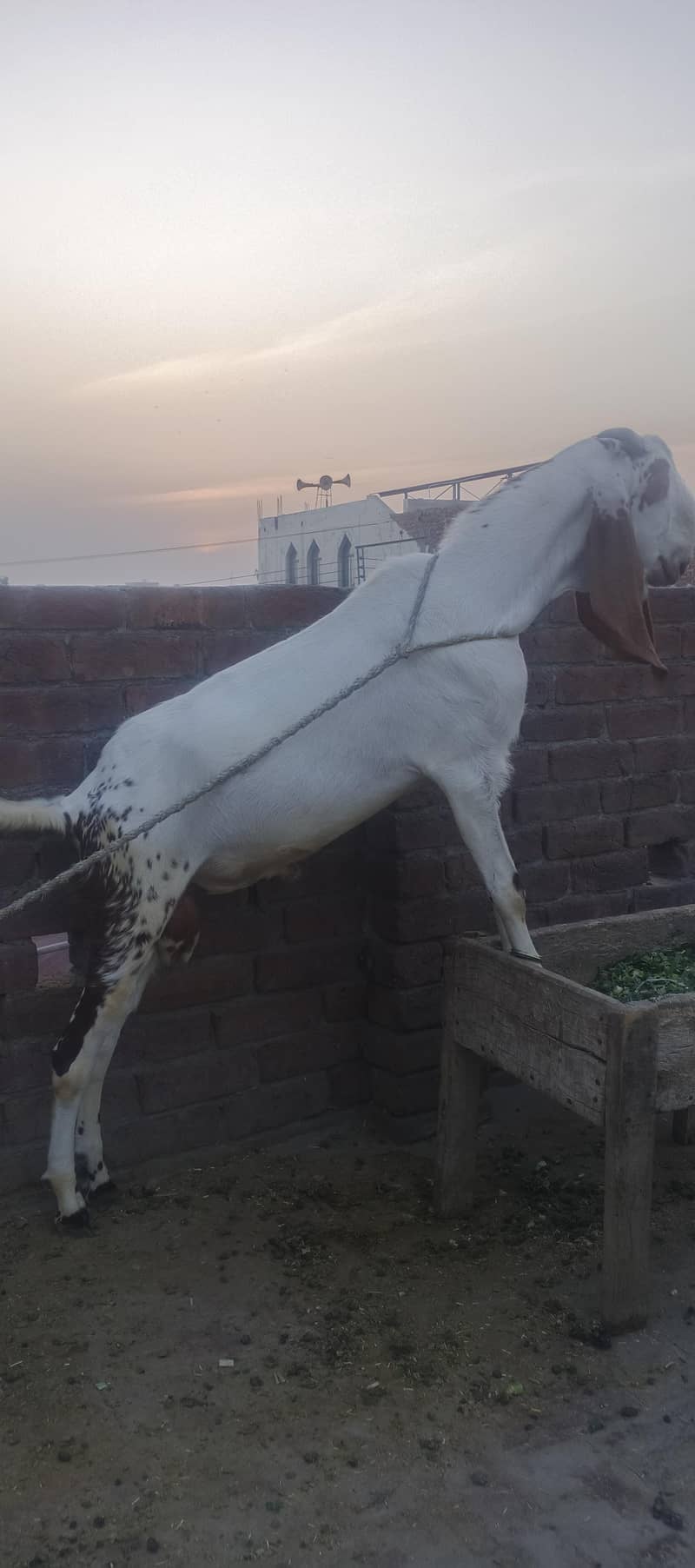 DESI Bakra. for EID 2