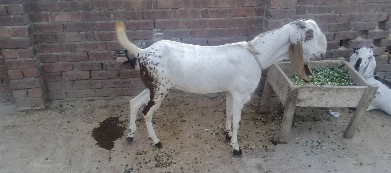DESI Bakra. for EID 3