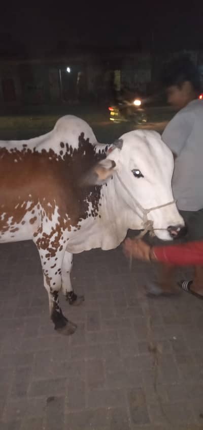 Eid-ul-Adha Qurbani ke Liye 3 Mann Wazni Sehatmand Gai Barai Farokht