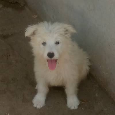 russian puppy for sale