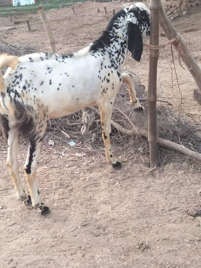 Desi Bakra