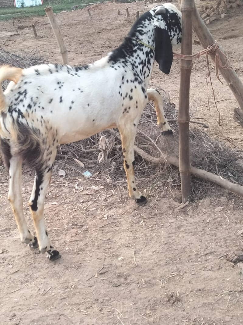 Desi Bakra 0