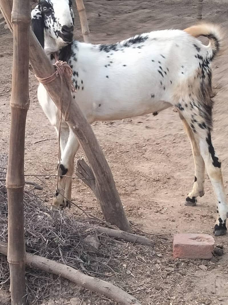 Desi Bakra 1