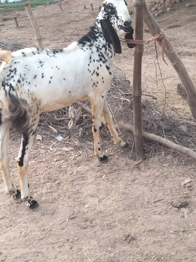 Desi Bakra 2