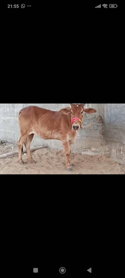 Affordable Cow for qurbani