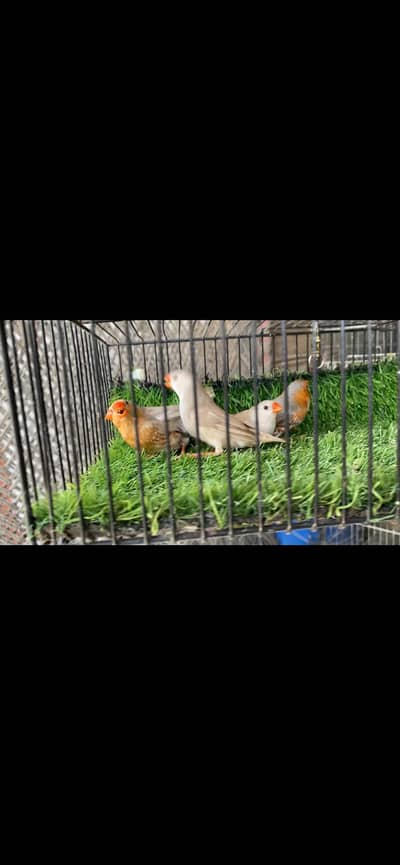 Orange finch Haff or full or common finch