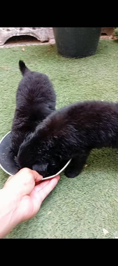 black  puppy 32 days