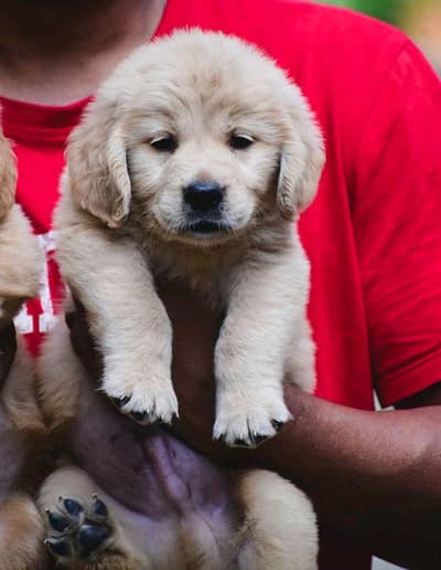 Golden retriever puppy available