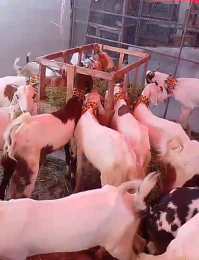 Desi Khassi Qurbani Goats | 2 or 4 Daant | start from 53k | Nazimabad