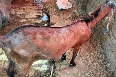 Goat for sell
