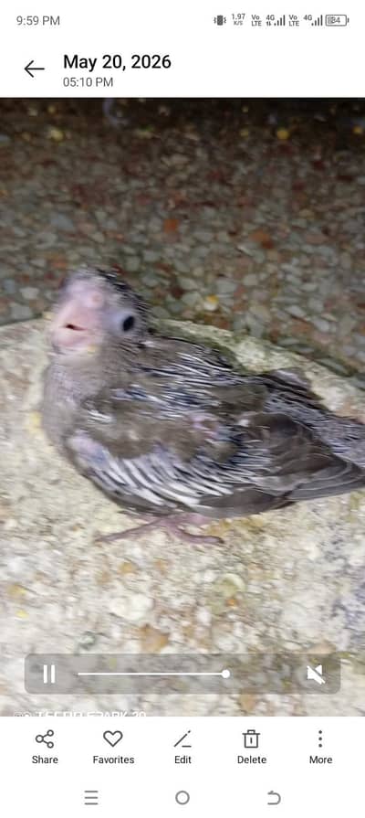 split Eno chick coktil