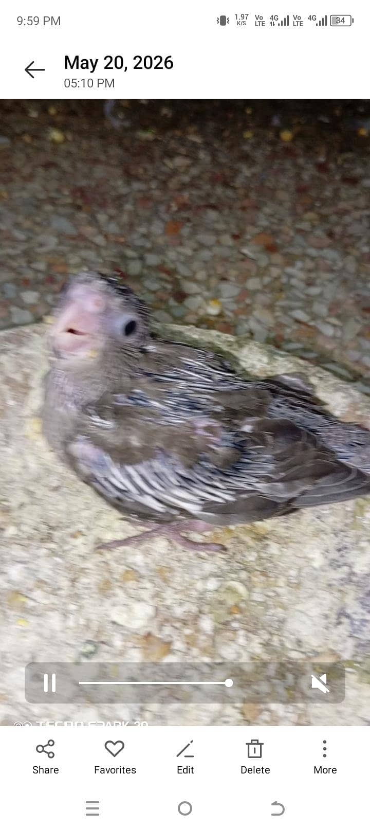split Eno chick coktil 0