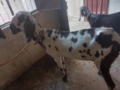 barbani or Desi bakri for sale