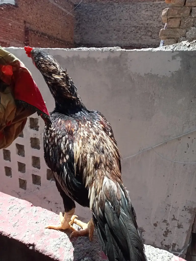 Aseel miawali patha — photo 3