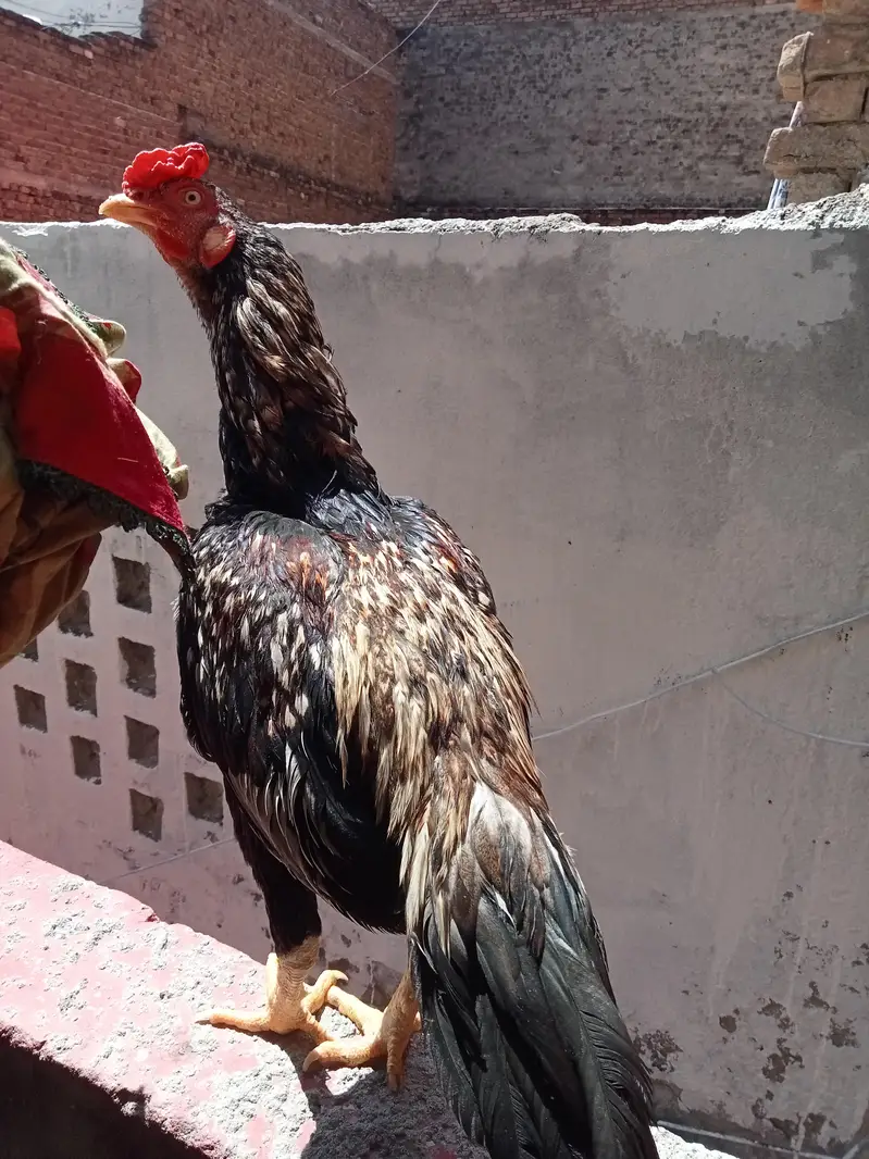 Aseel miawali patha — photo 4