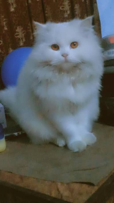 PERCIAN CATS FOR SALE