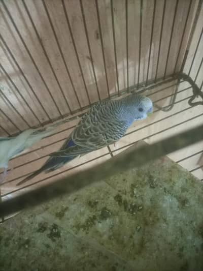 Bajri parrot 1male 2female