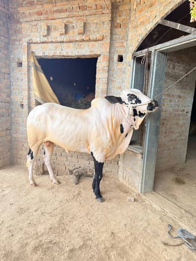 fita jang ka bilal ha