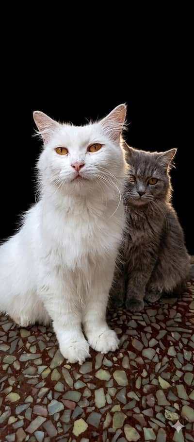 Persian female cat