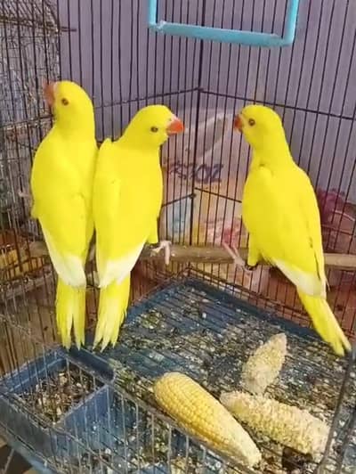 Kashmiri Raw parrot/Ring neck