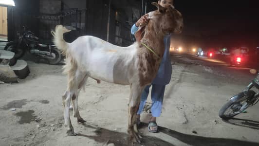 big height beautiful bakra and kajly chatry for sale