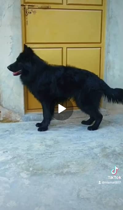Black German shepherd