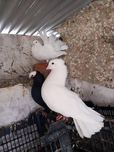 Lacka / Fancy Pigeons pair