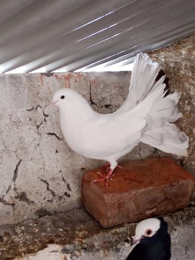 Lacka / Fancy Pigeons pair