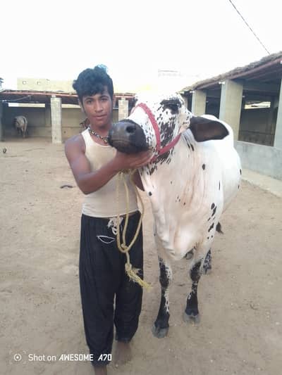 cow for sale