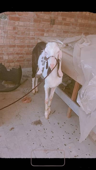 Desi Bakra qurbani ka Lia tayar ha